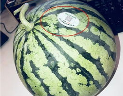 揭阳网红吃瓜,揭秘网络热点的背后真相